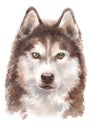 Water colour painting, Siberian Husky long-haired dog 051