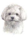 Water colour painting, white fluffy dog, Maltese breed 027