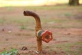 Water control valve old and rusty which is used to connect the hose and water the garden plants fitted in the ground in a garden Royalty Free Stock Photo