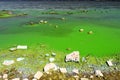 Water covered with green algae. River green algae bloom background. Global environmental pollution. Dirty waters in lake, river,