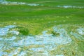 Water covered with green algae. River green algae bloom background. Global environmental pollution. Dirty waters in lake, river, Royalty Free Stock Photo