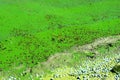 Water covered with green algae. River green algae bloom background. Global environmental pollution. Dirty waters in lake, river,