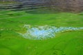 Water covered with green algae. River green algae bloom background. Global environmental pollution. Dirty waters in lake, river, Royalty Free Stock Photo