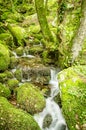 Water creek in a forest Royalty Free Stock Photo