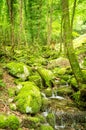 Water creek in a forest Royalty Free Stock Photo