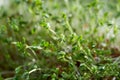 Water cress fresh green leaves macro Royalty Free Stock Photo