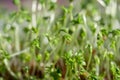 Water cress fresh green leaves macro Royalty Free Stock Photo