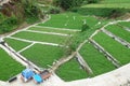 Water cress growing on pond