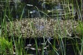 Water crowfoots Batrachium grow in still or running water Royalty Free Stock Photo