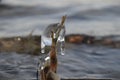 Water crystals on a reed On the background of waves Royalty Free Stock Photo