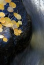 Water curving around rock with aspen leaves