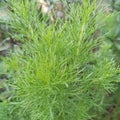 water cypress ornamental plant