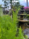 water cypress ornamental plants or dogfennel or eupatorium capillifolium or dill elegant feather hedges that are wet from rain