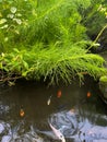 water cypress ornamental plants or dogfennel or eupatorium capillifolium or elegant feather dill hedges wet with rainwater