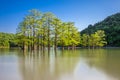 Water cypresses grow in a mountain lake with green water