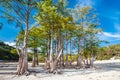 Water cypresses with roots at the bottom of a dried-up lake in a mountainous area