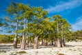 Water cypresses trees close-up, grow in dried up bottom mountain lake, blurred water movement