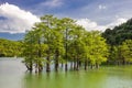 Water cypresses trees in mountain lake with green water, trees and forest on slopes