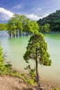 Water cypresses trees in mountain lake with turquoise water