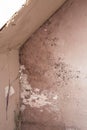 Water damage causing mold growth on the interior walls of a property Royalty Free Stock Photo