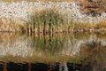 Balanced autumn grass reflection on bank