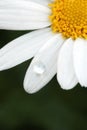 Water dew drop on daisy flower Royalty Free Stock Photo