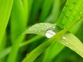 water dew drop on green grass top view and morning winter sunlight beautiful natural background Royalty Free Stock Photo