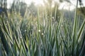 Water dew drops on bright green grass background Royalty Free Stock Photo