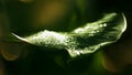 Water dew drops on deep green leaf, moody nature, macro shot, space for text Royalty Free Stock Photo