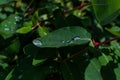 water dew drops on green leaves honeysuckle bush branches in the garden forest in sun light in morning Royalty Free Stock Photo