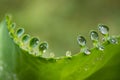 Water dew on small leaves of bryophyllum pinnatum