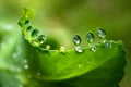 Water dew on small leaves of bryophyllum pinnatum Royalty Free Stock Photo