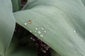 Water dewdrops on Tulip Leaves