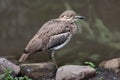 Water Dikkop or Thick-knee bird Royalty Free Stock Photo