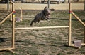 Water dog jumping obstacle of a circuit