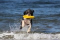 Water Dog Fetching a Frisbee Royalty Free Stock Photo