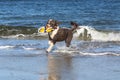 Water Dog Playing with a Toy at the Ocean Royalty Free Stock Photo