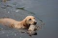 Water-dog retrieving a toy.