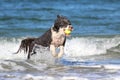 Water dog running out of the ocean waves fetching a ball Royalty Free Stock Photo