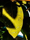 water dots behind green leaves, macro backgrounds, leaf shadows