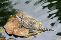 Water dragon Royalty Free Stock Photo