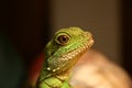 Water Dragon Royalty Free Stock Photo