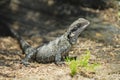 Water Dragon Basking