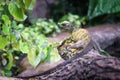 Water dragon on branch of tree, big tropical lizard in forest Royalty Free Stock Photo