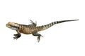 Water Dragon isolated Royalty Free Stock Photo