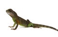 Water dragon lizard Royalty Free Stock Photo