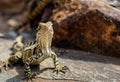 Water Dragon Lizard Royalty Free Stock Photo