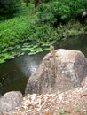 Water dragon on a rock ..Australia