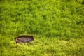 Water drain metal rusty hatch on green grass field Royalty Free Stock Photo