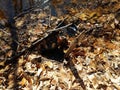 Water draining into hole with leaves and sticks Royalty Free Stock Photo